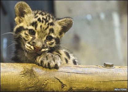 Rare leopard cub