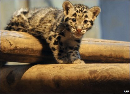 Rare leopard cub