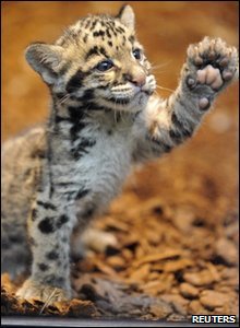 Rare leopard cub