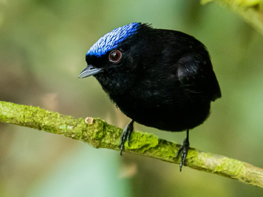 "Coronada azul