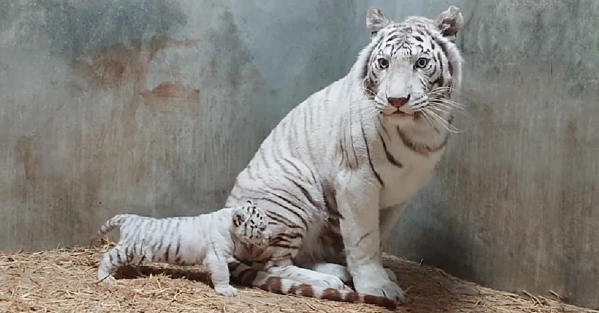 Lioness Lola gave birth to triplet cubs at Chelyabinsk . (Video)