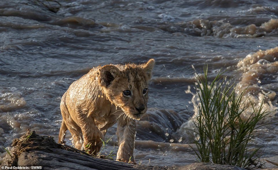 One of the cubs finally makes it across to to the other side