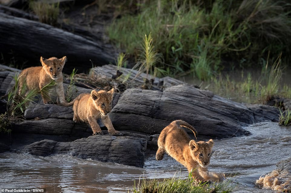 One of the cubs starts with a long jump to stay out of the water for as long as possible