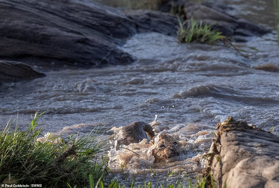 The cub is half-submerged as it makes the arduous trip across the river