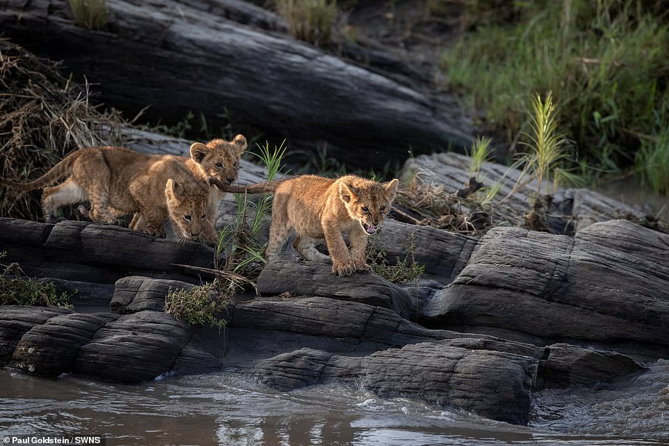 One of the cubs growls at the sight of the river