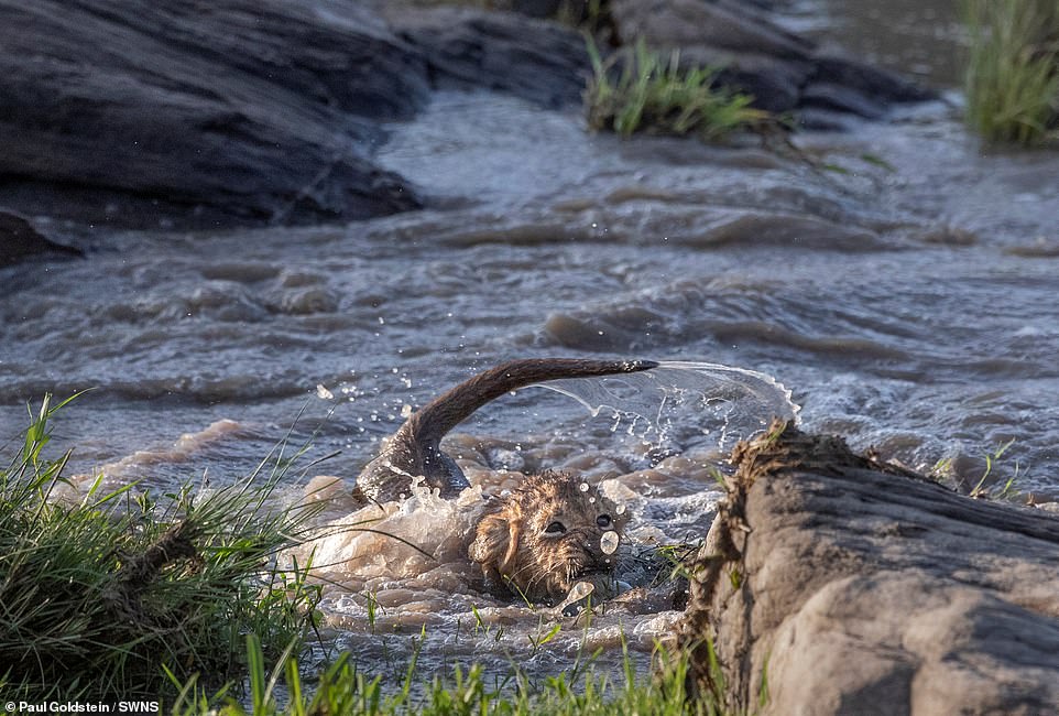 A lion cub makes one last push to get to the rocks on the other side