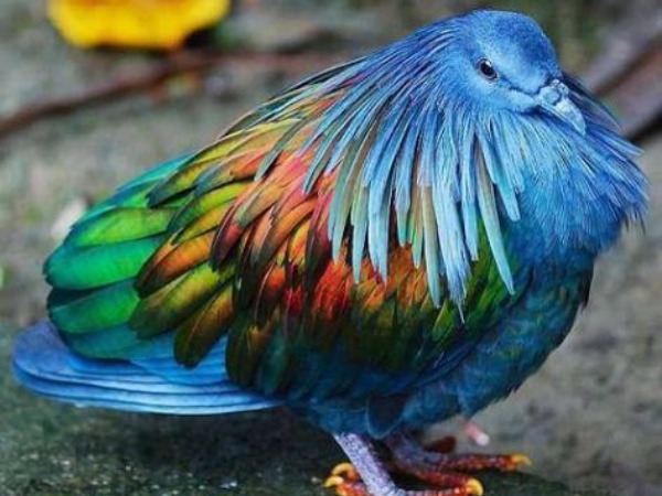 Nicobar Pigeon