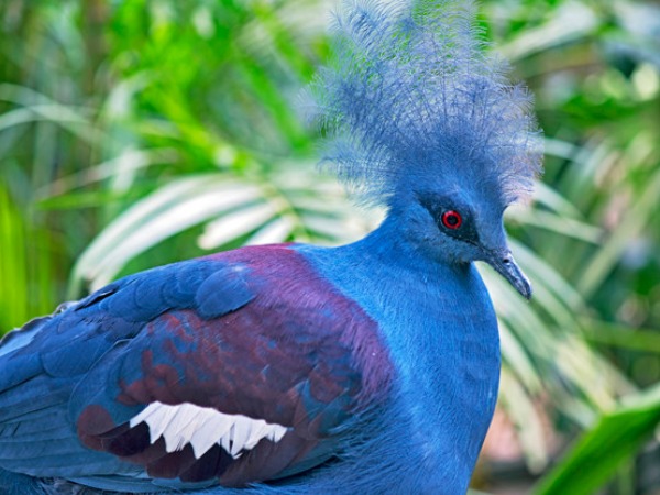 Blue Crowned Pigeon