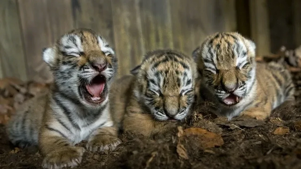 Lioness Lola gave birth to triplet cubs at Chelyabinsk . (Video)