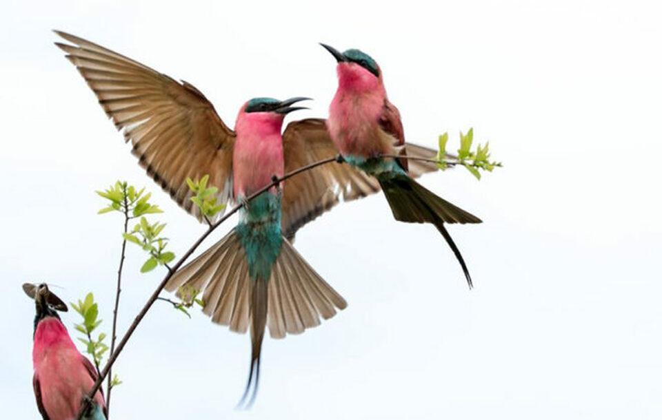 Colourful Carmine Bee-eaters at Zambezi Mubala Lodge and Camp, Safari2Go