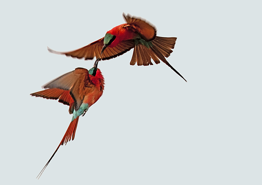 Dancing Carmine bee-eaters, as seen through the lens of Peter McKellar | Phototalk