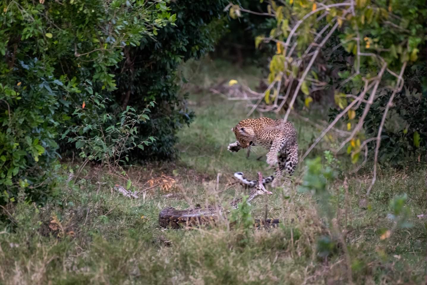 Linda Atieno Owino on Twitter: "Una batalla épica entre Leopard y Python en Angaмa Mara, Kenia. Foto: Mike Welton. #TeмƄeaKenya @AƄƄeyScott16 @NajiʋuniaUkenya @theresjenn @YYonnette @theNjiiris @louisa1000 @KiмbrCat @payus_… https://t.co .