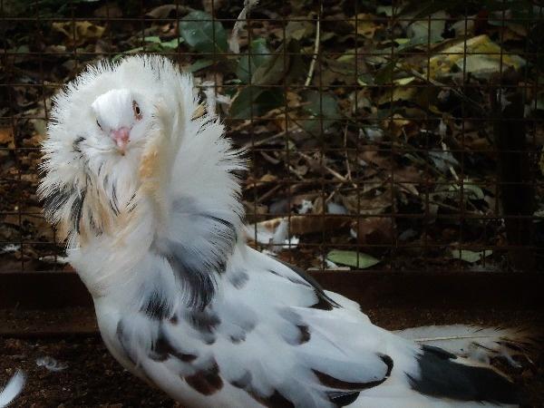 Jacobin Pigeon