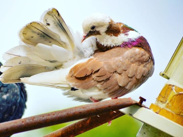 Red White Roller Pigeon