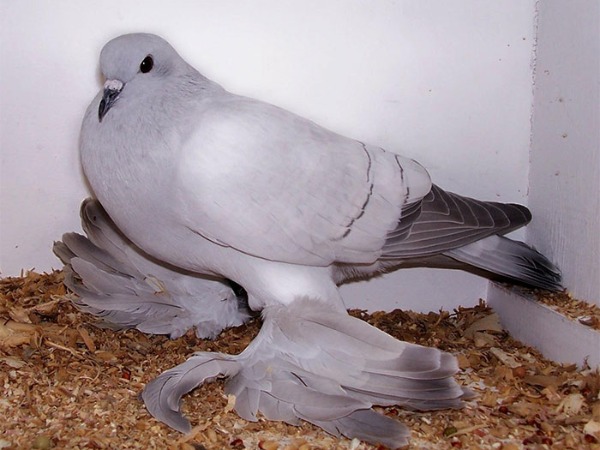 Ice Pigeon