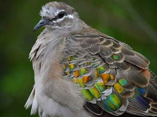 most-beautiful-types-of-pigeons23-5f5b382b6c39c