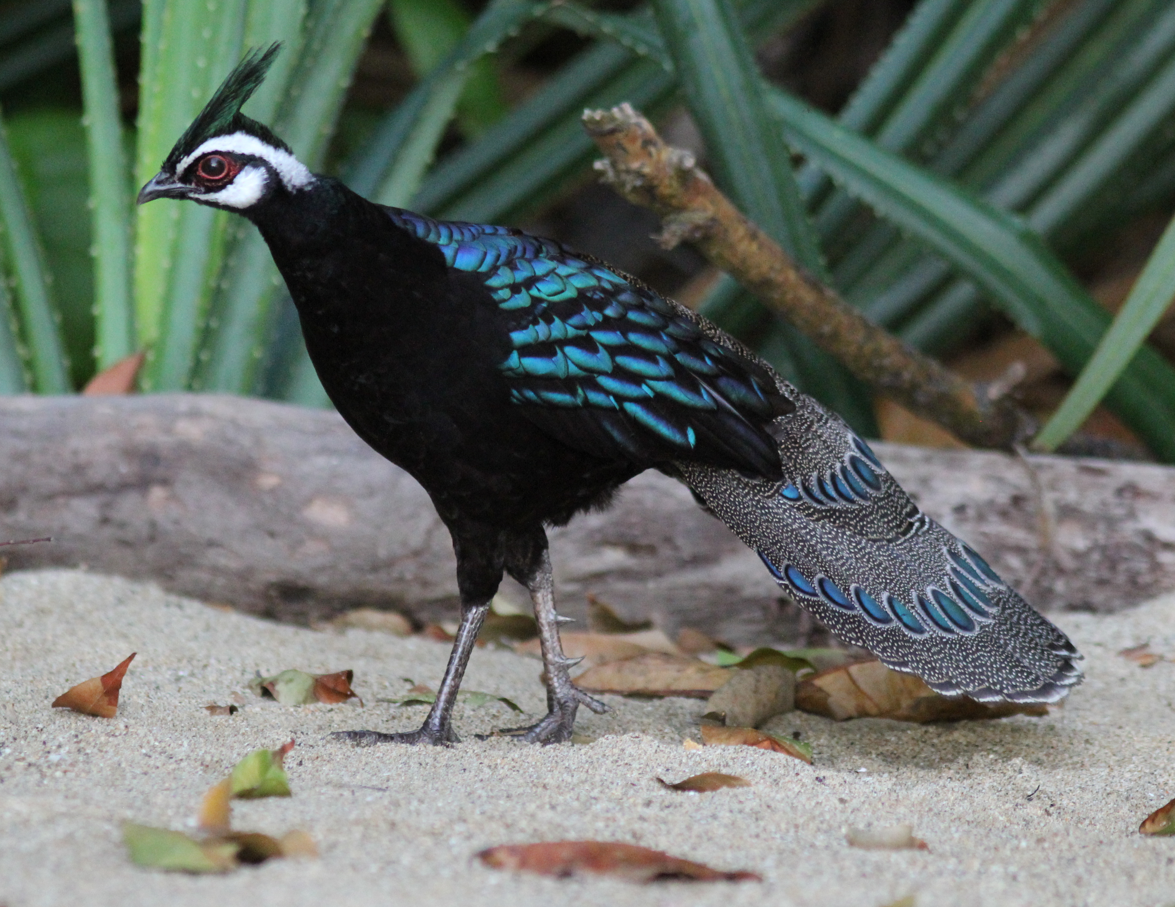 Palawan Peacock Pheasant