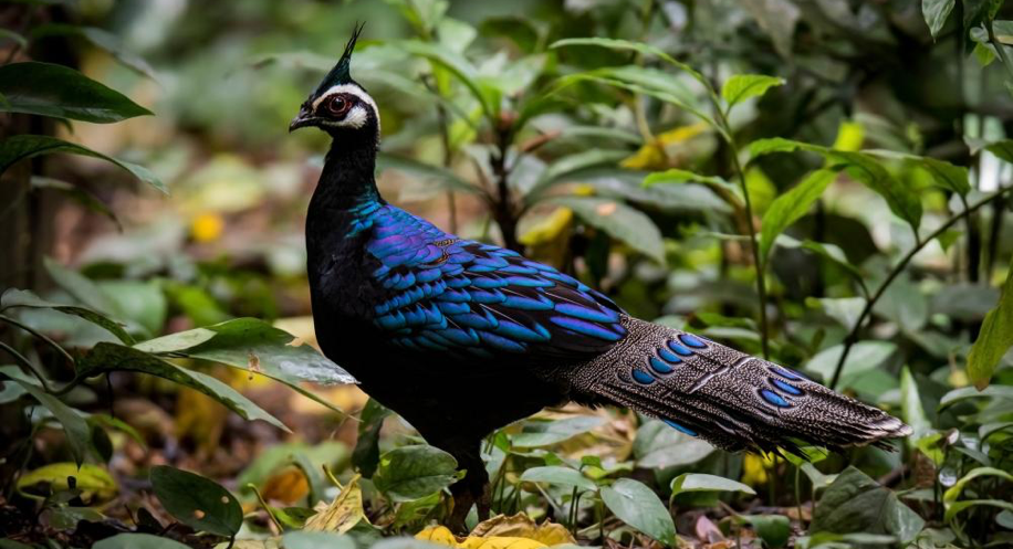 Palawan Peacock-Pheasant - Christians in Conservation PhilippinesChristians in Conservation Philippines