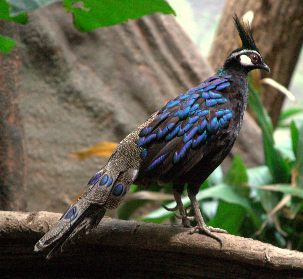 Palawan peacock-pheasant - Wikipedia