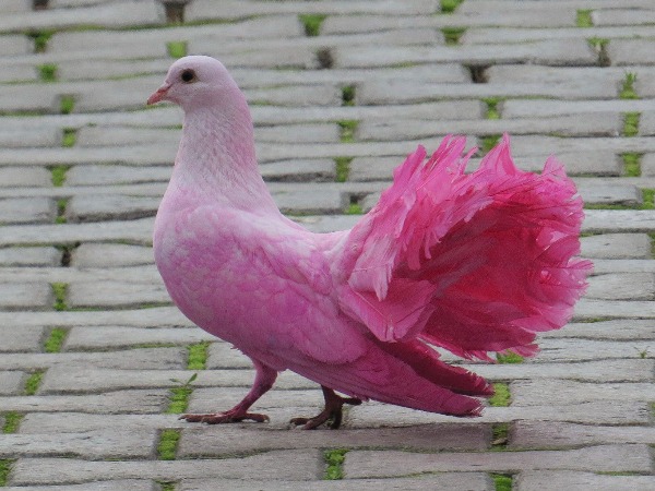 Pink pigeon