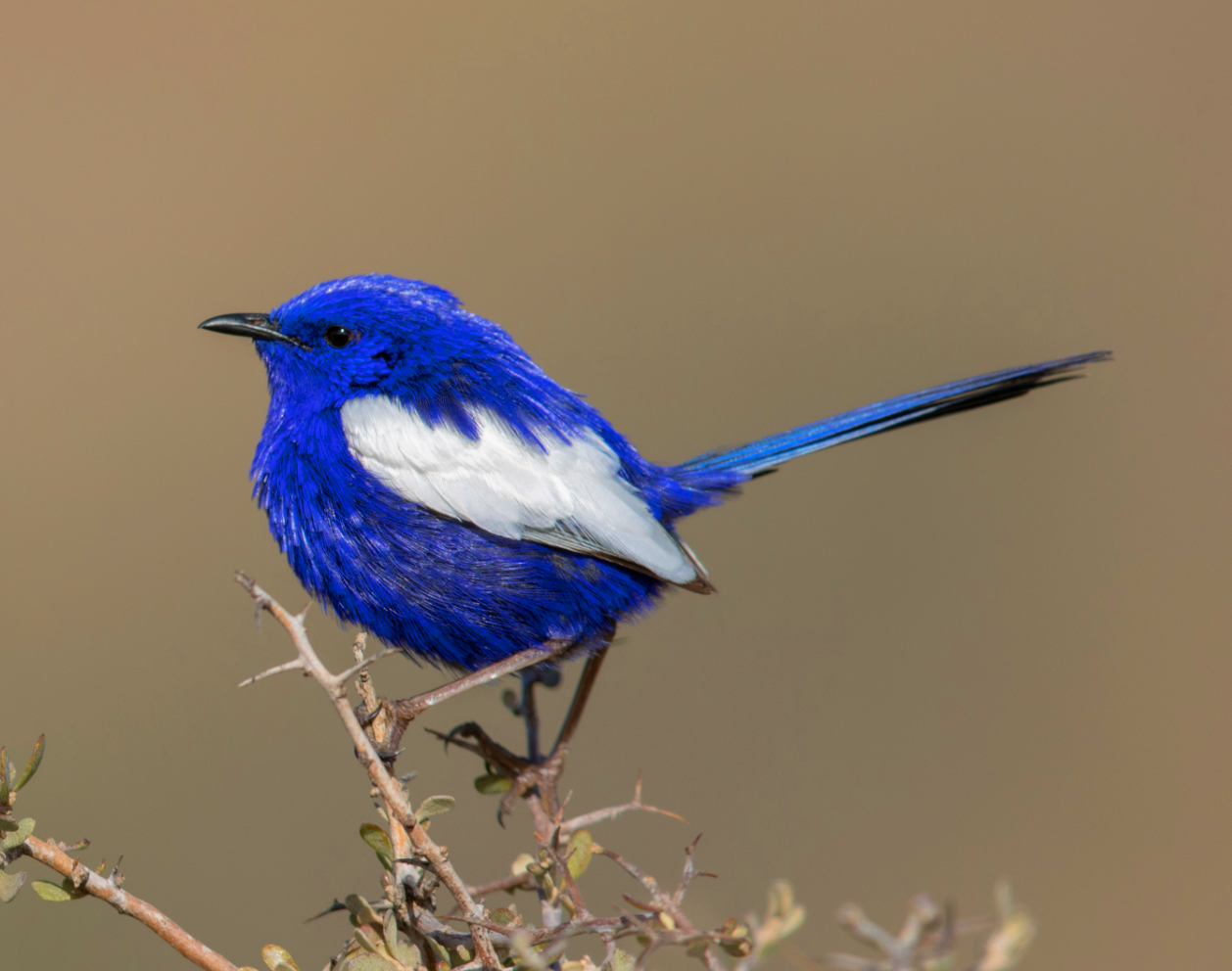 Being in the presence of the magnificent white-winged fairywren is a beautiful experience.