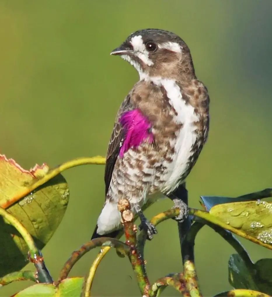 Graceful Elegance: The Exquisite Bird Elegance of the White-Bowed Purpletuft.