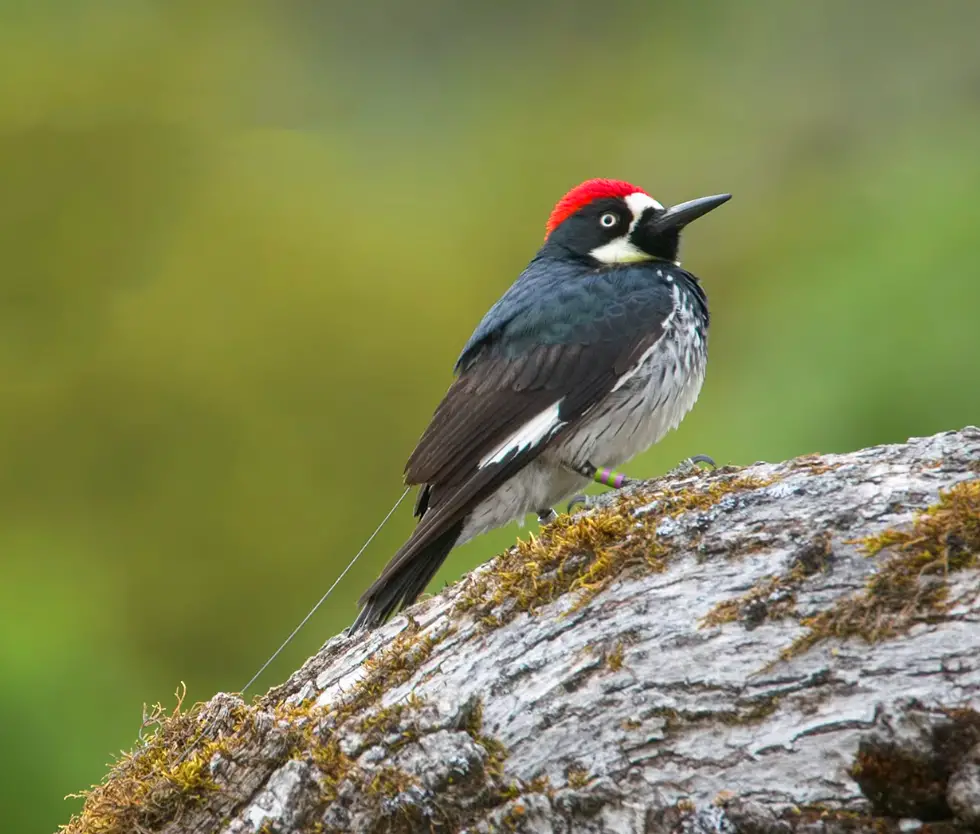 The Acorn Woodpecker is a gleaming black bird with a streaked chest and an alluring red cap. It is charming and striking.