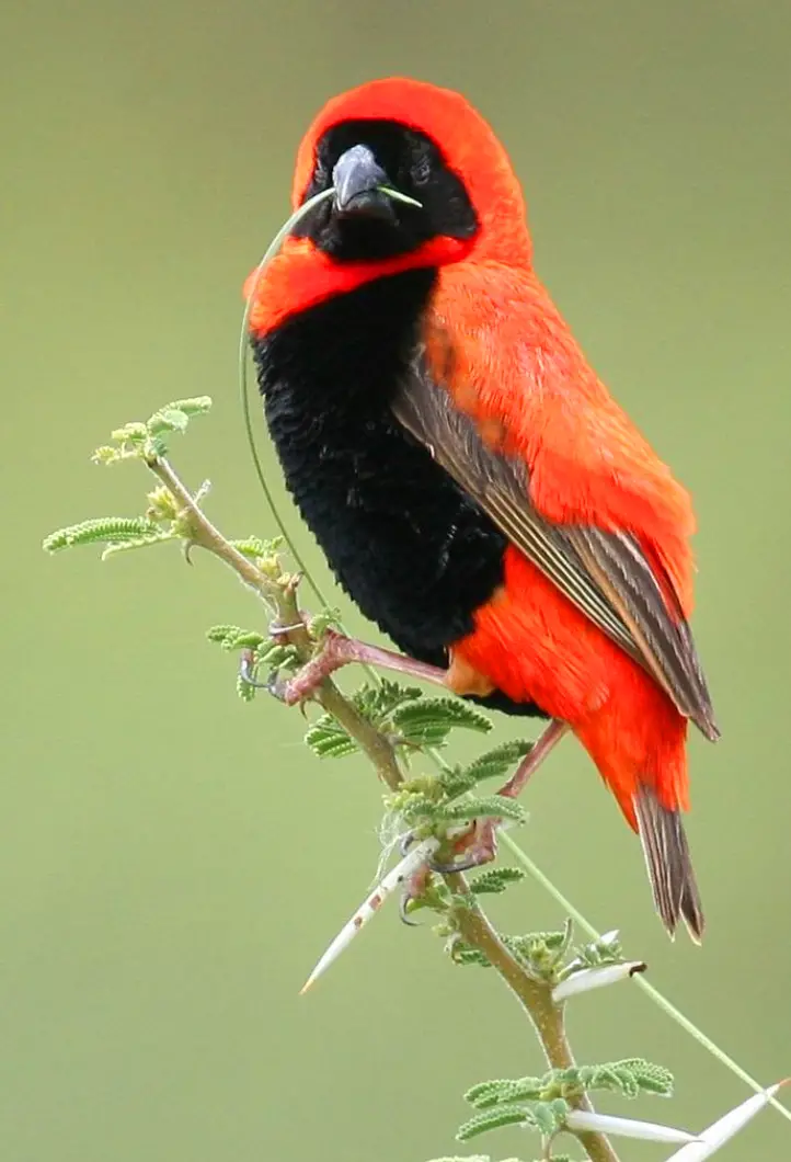 A Mesmerising Transformation in a Blend of Rich Vermilion and Velvety Black: The Southern Red Bishop.