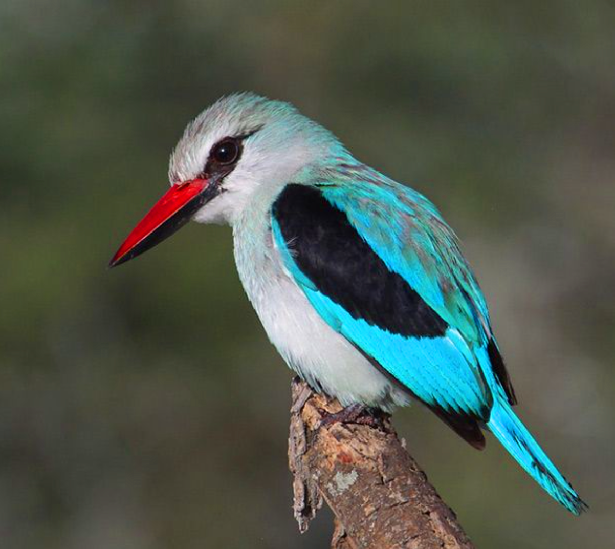 Taking a Look at the Mystical Woodland Kingfishers: Masters of the Forest Canopy.