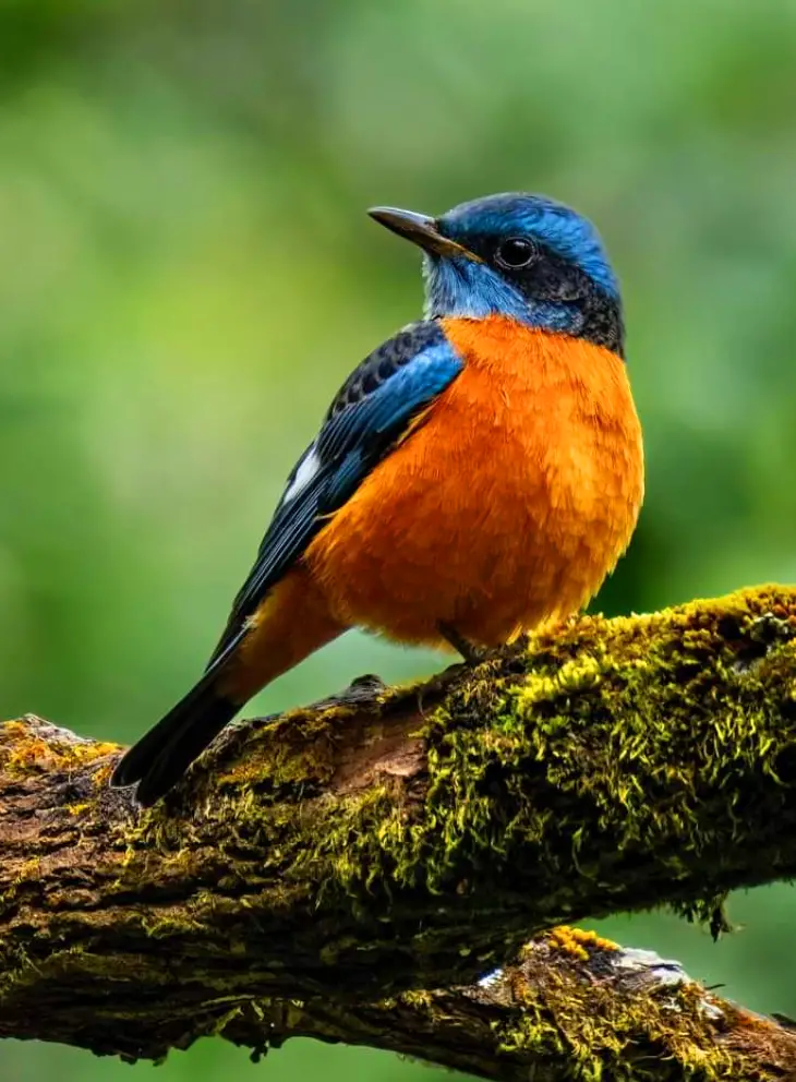 Blue and Grey: The Blue-Capped Rock Thrush’s Graceful Melodies Painted Nature’s Symphony.