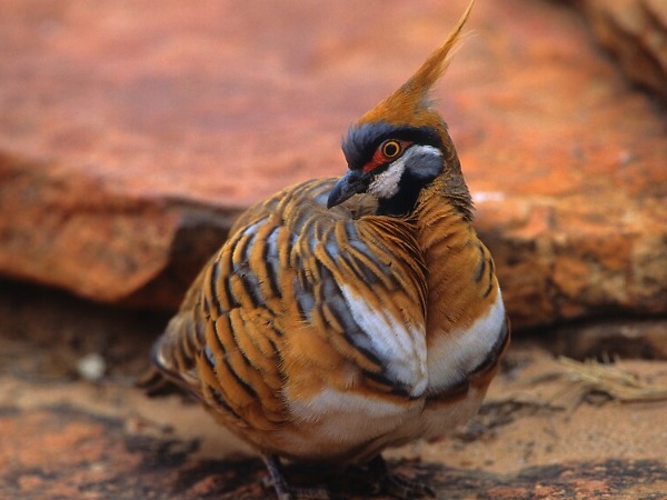 Most Beautiful Types Of Pigeons