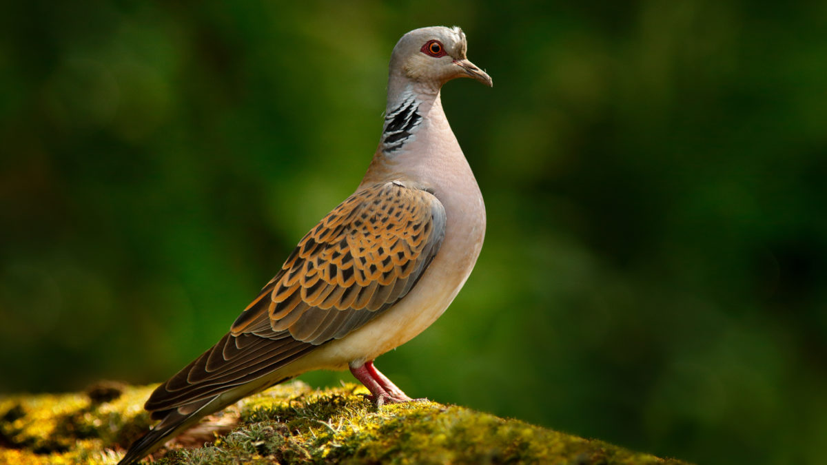 The turtle-dove - the Czech Republic's 'Bird of the Year' - has started its autumn migration!