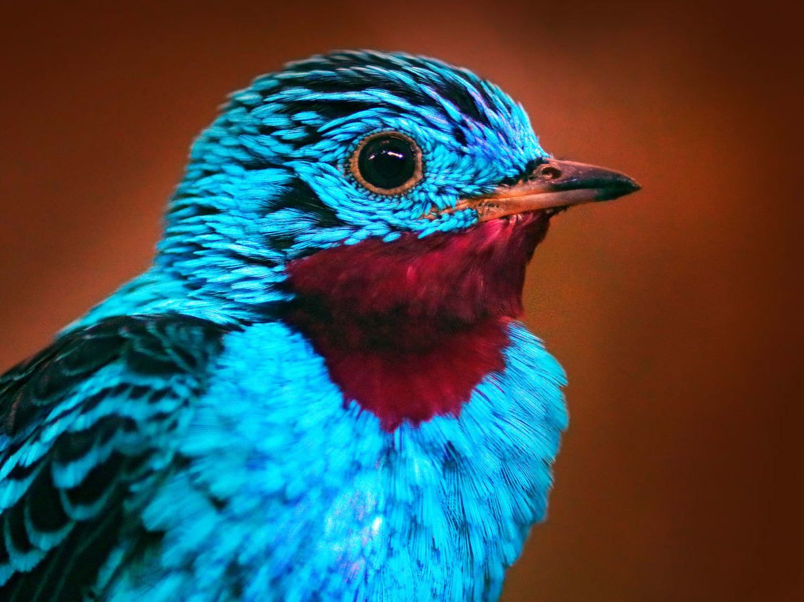 26 of the Most Colorful Birds on the Planet (And Where to Find Them) | JustBirding.com