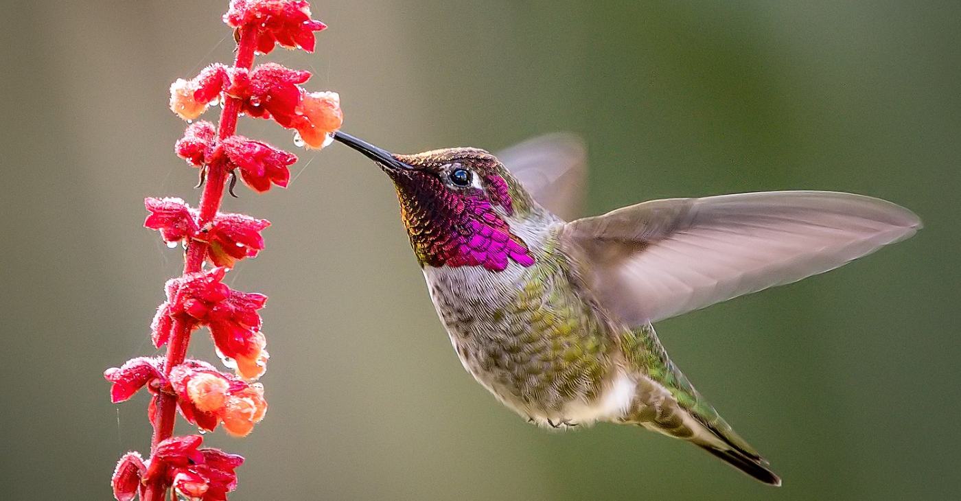 Like a Beautifully-tuned Instrument': 2000 Microphones Unlock the Mystery of Why Hummingbirds Hum