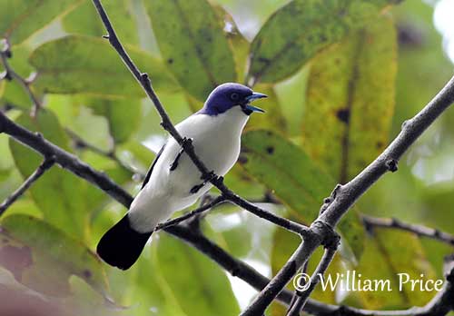 Madagascar Blue Vanga