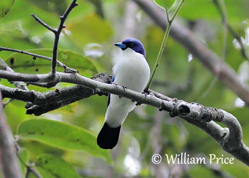 Madagascar Blue Vanga