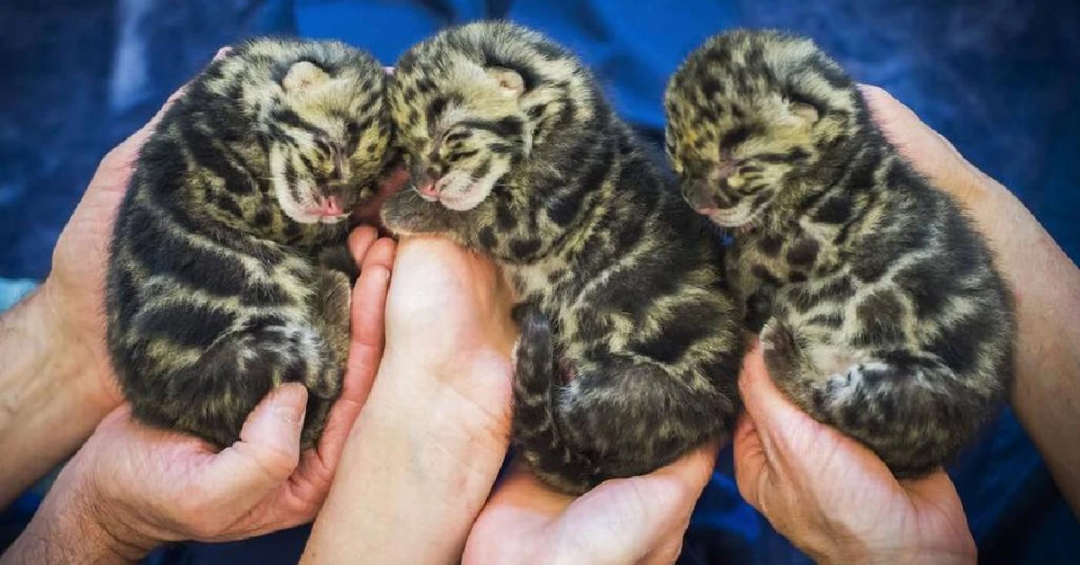 Lioness Lola gave birth to triplet cubs at Chelyabinsk . (Video)