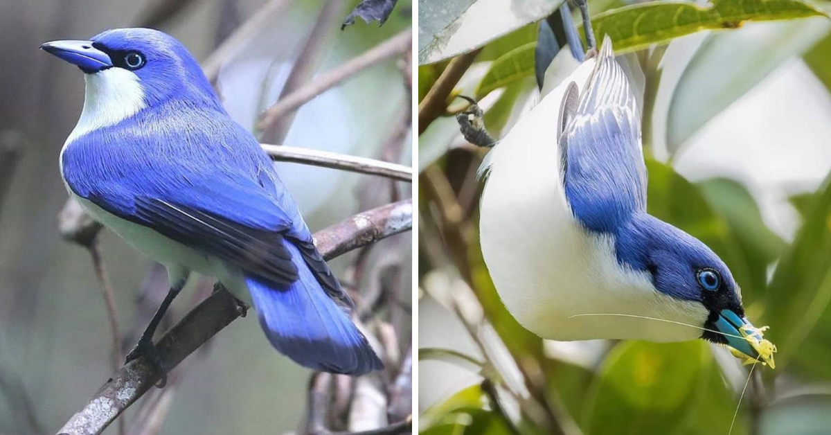 Wearing A Perfectly Contrasting Tuxedo Of Snow White And Startling Bright Blue This Bird Looks Even More Distinguished With His Bespeckled Face - Meet The Blue Vanga! - One Big Birdcage