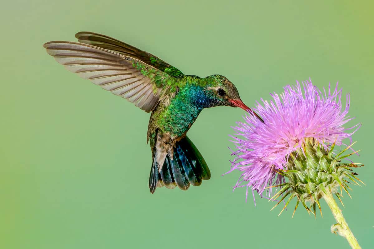 Do Hummingbirds Have Predators? - Bird Feeder Hub