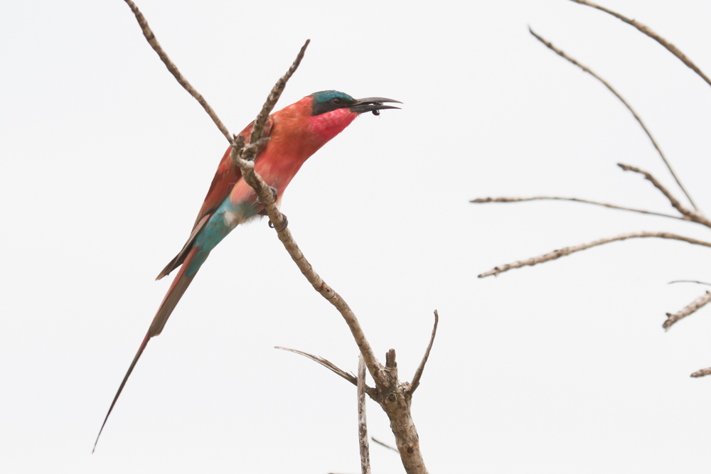 Wildlife Den – South African Wildlife Photography » Carmine Bee-Eaters Catching Prey