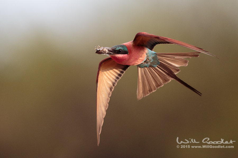 Photographing Carmine Bee-eaters on the Zambezi