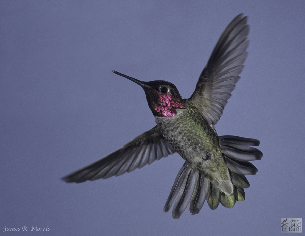 Birding: The wonder of hummingbirds — nature's flying jewels | The Daily Courier | Prescott, AZ