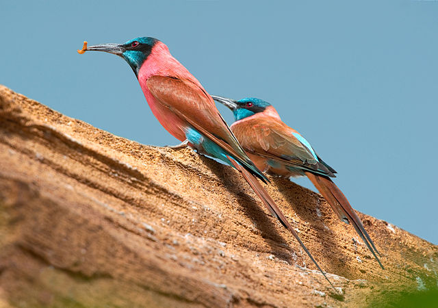 Characterized By Its Stunning Plumage, This Richly Colored Bird Is Strikingly Beautiful- Meet The Carmine Bee-eater! - One Big Birdcage