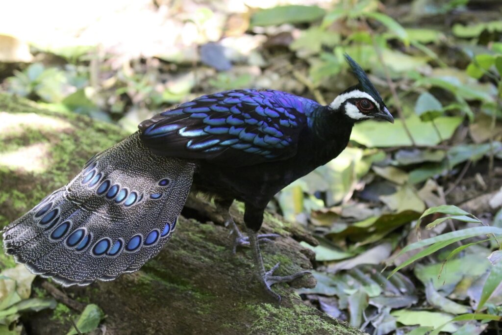 Wearing An Iridescent Suit Of Blue And Green, This Gorgeous Bird Top's It All Off With A Conspicuous Mohawk - Meet The Palawan Peacock-Pheasant! - One Big Birdcage