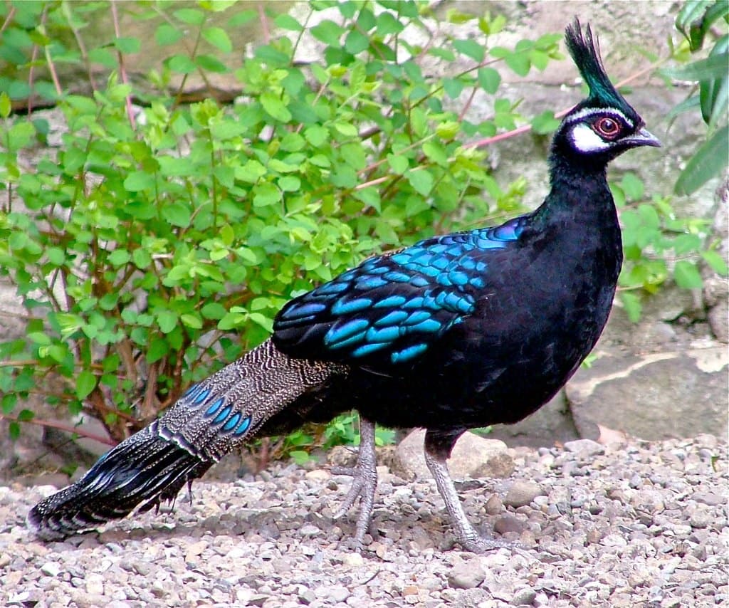 Wearing An Iridescent Suit Of Blue And Green, This Gorgeous Bird Top's It All Off With A Conspicuous Mohawk - Meet The Palawan Peacock-Pheasant! - One Big Birdcage