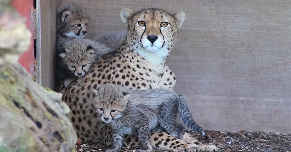 Lioness Lola gave birth to triplet cubs at Chelyabinsk . (Video)