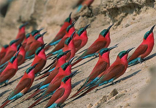 Northern Carmine Bee-eater - Hitches Rides, Snags Bugs - FactZoo.com