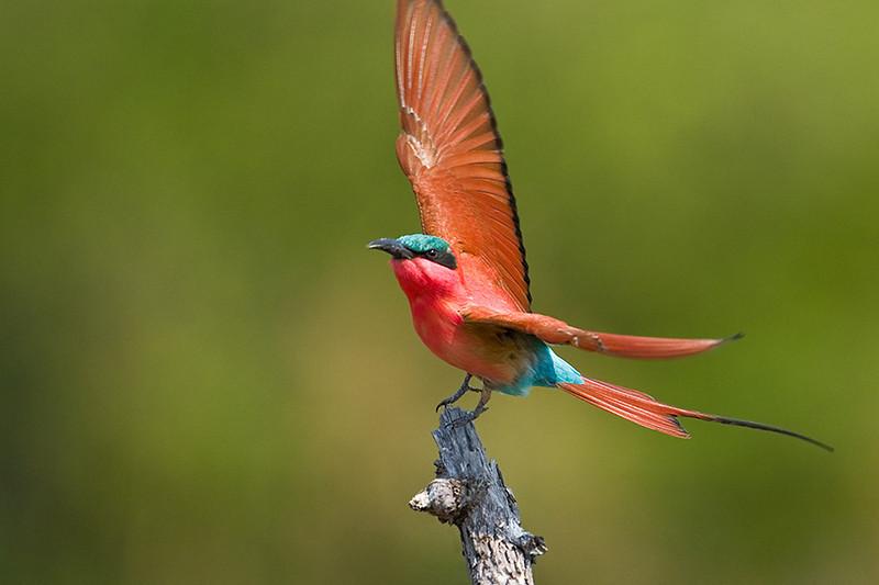 Southern Carmine Bee-eater by Africaddict | Lee's Birdwatching Adventures Plus