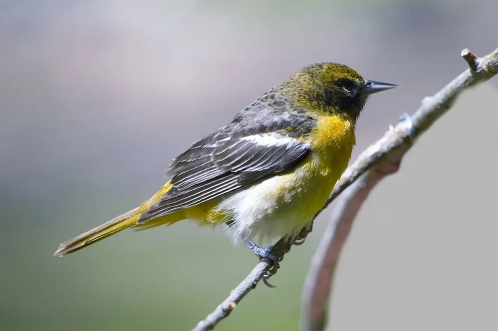 The-most-beautiful-yellow-bird-today-1