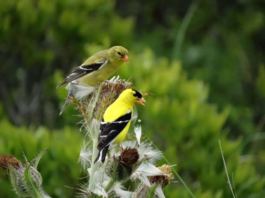 The-most-beautiful-yellow-bird-today-2